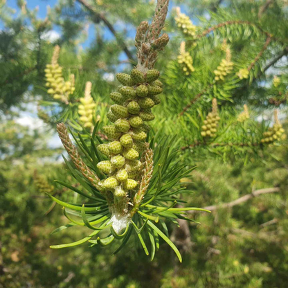 Pine Pollen Extract