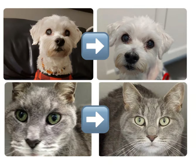 Eye Drops For Cat & Dog