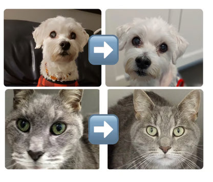 Eye Drops For Cat & Dog